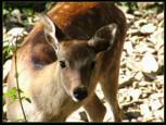 deer-closeup1