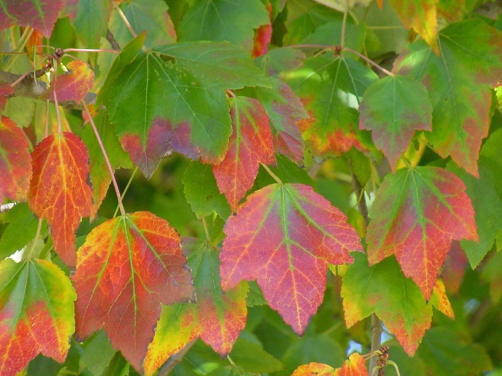 maple-leaves2