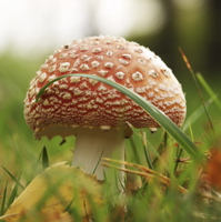 mushroom-orange1